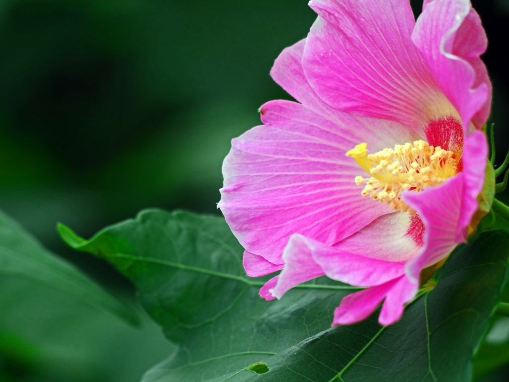 黄色い蕊　P1610248zz