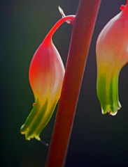 仙人掌の花　P1240035zz