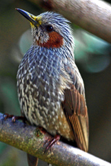 威風堂々　IMGP3673zz