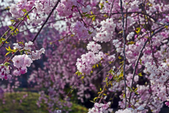 枝垂桜・春の先斗町公園　P1062239zz