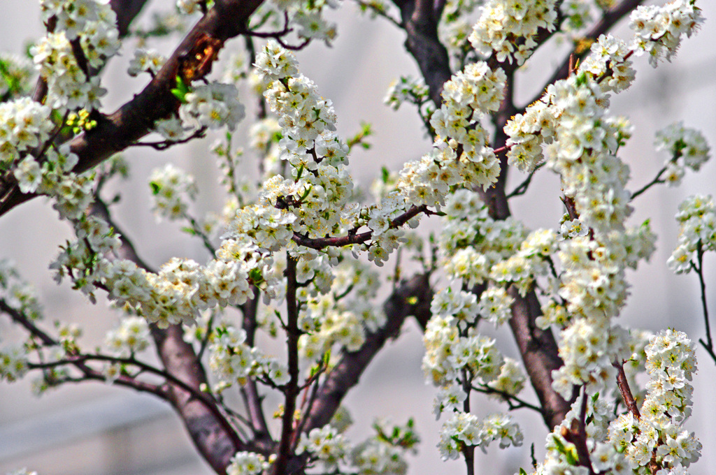 白いアーモンドの花　IMGP5841zz