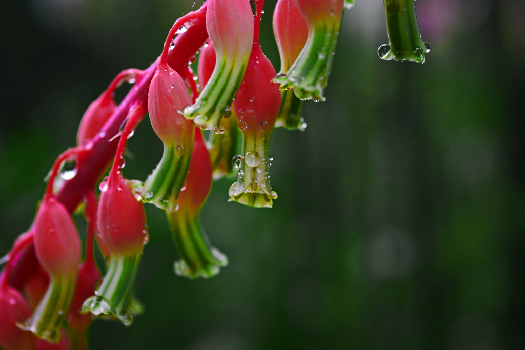 雨の賜物　P1380471zz