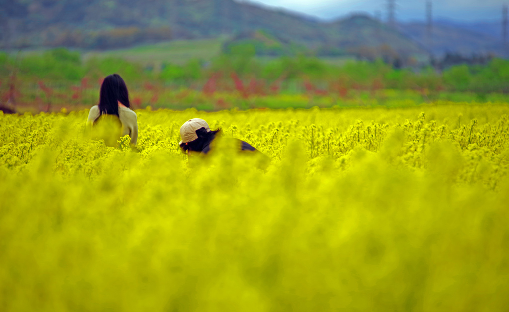 菜の花の海で　IMGP2107zz