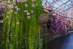 定番 京都白川桜の景　P1062289zz