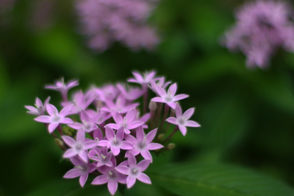 ＰＥＮＴＡＸ－Ａ ５０ｍｍ Ｆ1.2 で撮影“花”