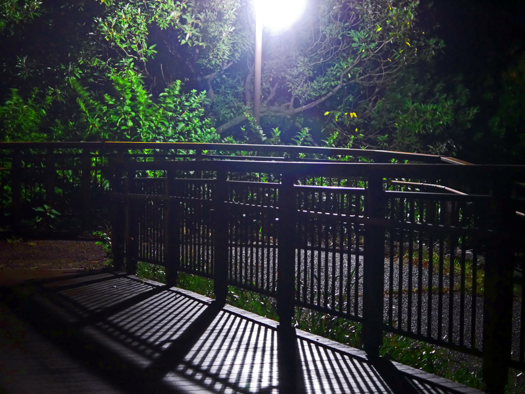 夜の公園　P1760003zz