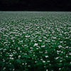見渡す限りソバの花　IMGP0234zz