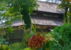 夏草　P1088032zz