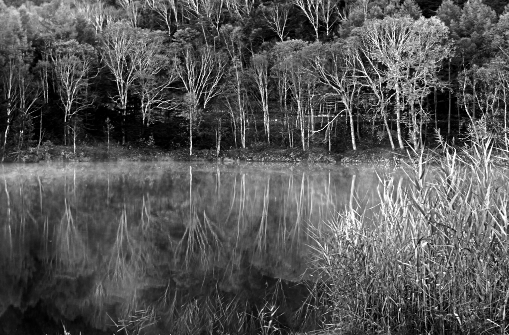 静かな朝　P1113569zz