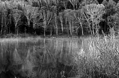 静かな朝　P1113569zz