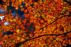 紅の天蓋　IMGP0868zz
