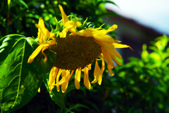 お疲れ様　IMGP1562zz