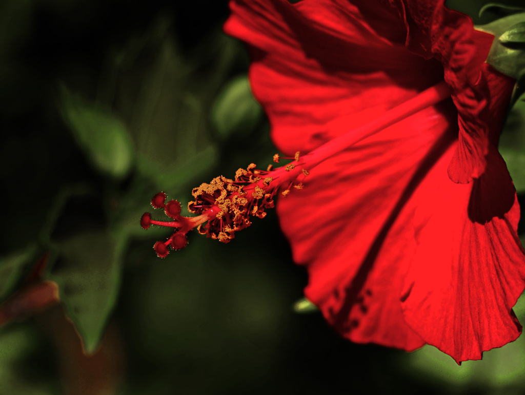 Passionately　P1670270zz