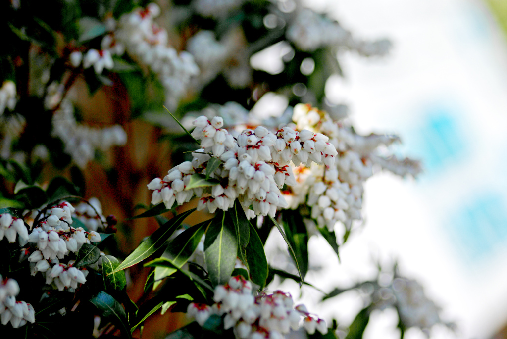 馬酔木の花　IMGP0847z