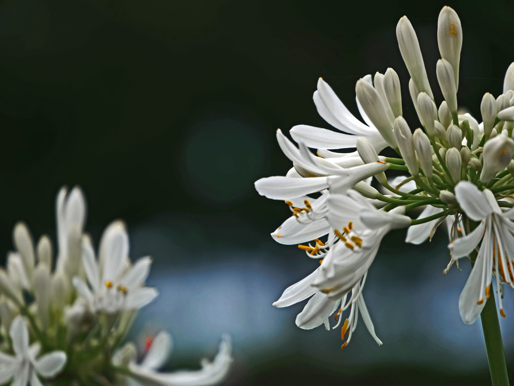 White agapanthus　P1570466zz