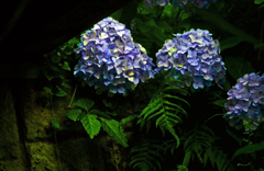 日陰に咲く花　P1410880zz