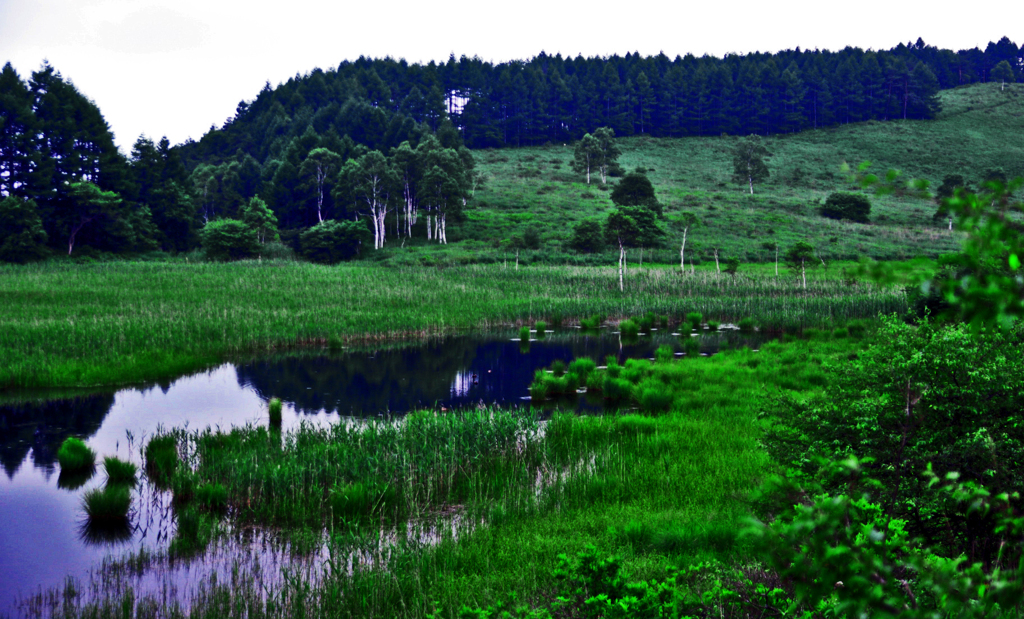 夕暮れ迫る夏の湿原　IMGP5192ZZ