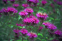 ベルガモット　IMGP8204zz