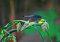 数珠玉と蜻蛉　P1630317zz