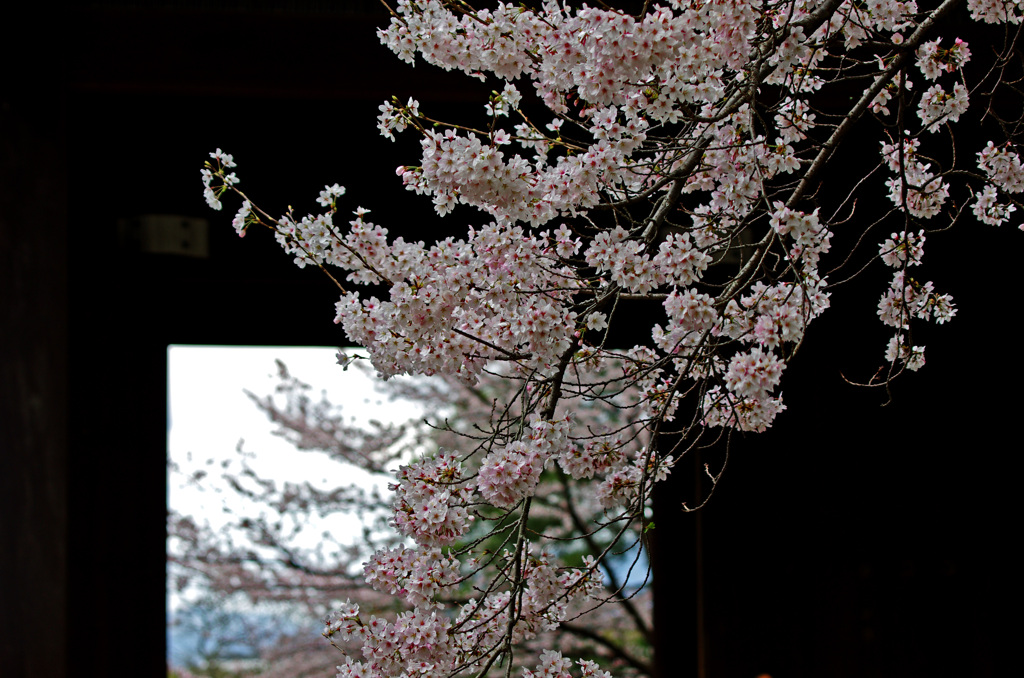 知恩院三門の桜　IMGP3337 (2)zz