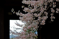知恩院三門の桜　IMGP3337 (2)zz