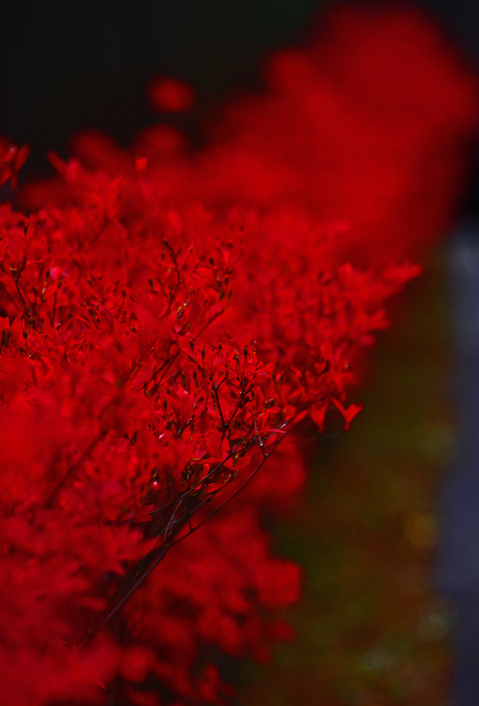紅蓮の川　IMGP0486zz