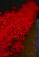 紅蓮の川　IMGP0486zz