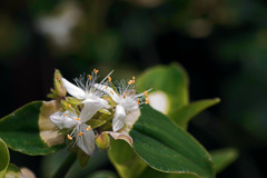 斑入りの露草　IMGP7345zz