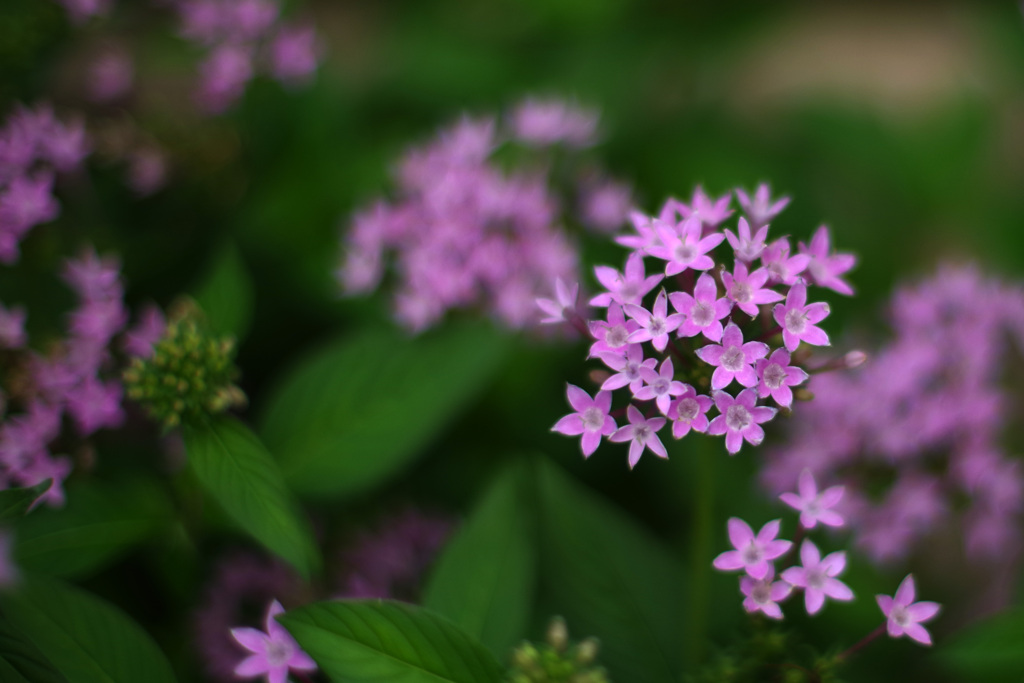 ＰＥＮＴＡＸ－Ａ ５０ｍｍ Ｆ1.2 で撮影“花”