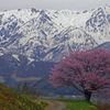 野平の一本桜　IMG9330zz