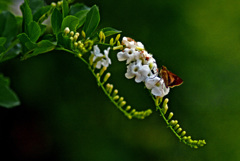 白い小さな花　IMGP8864zz