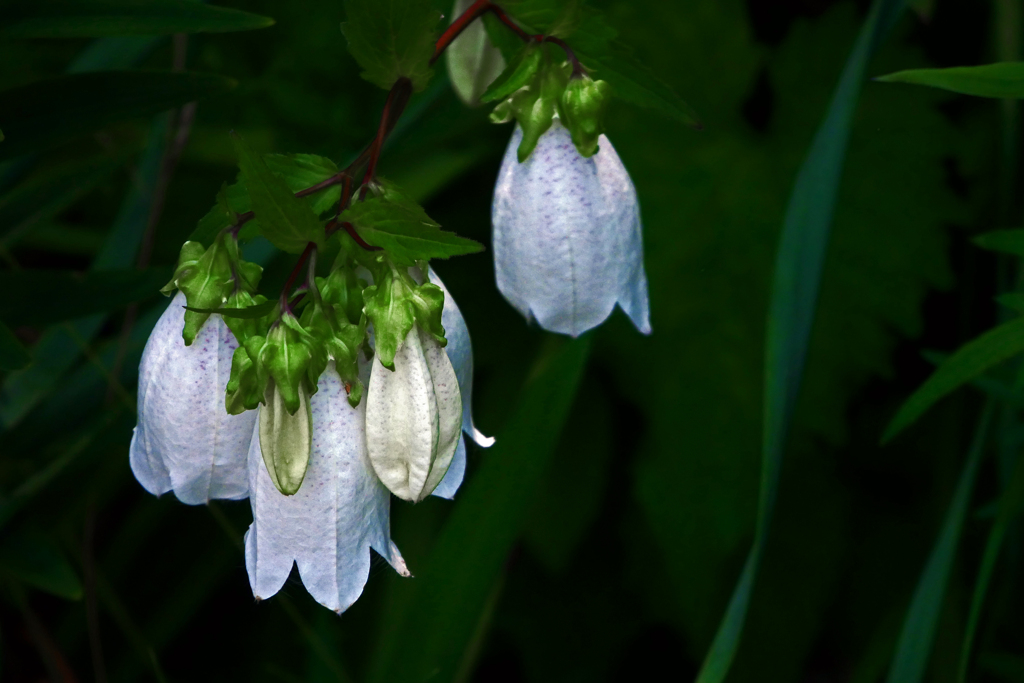 ホタルブクロ咲きました　P1390680zz