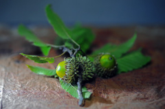 青いどんぐり　IMGP8111zz