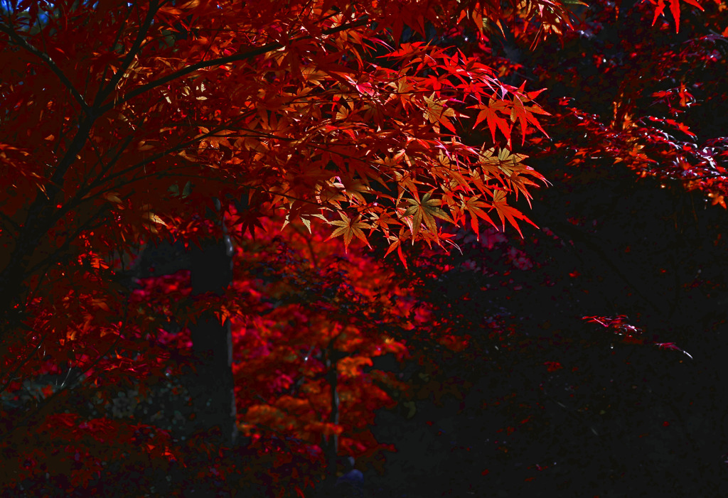 木洩れ陽　P1500099z