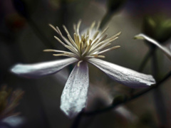 センニンソウ　P1380732zz