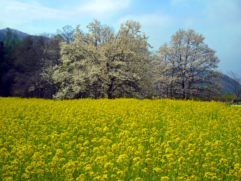 菜の花畑にコブシ咲く　P1000469zz