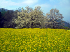 菜の花畑にコブシ咲く　P1000469zz
