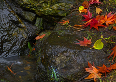 バッタも紅葉見物？　P1059585zz