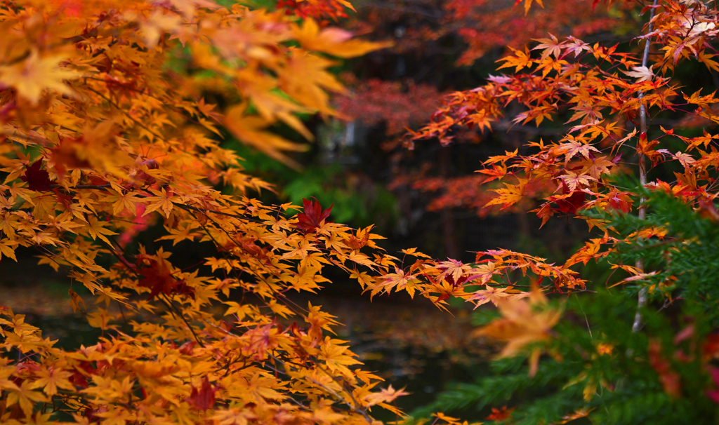 秋たけなわⅡ　P1125087zz