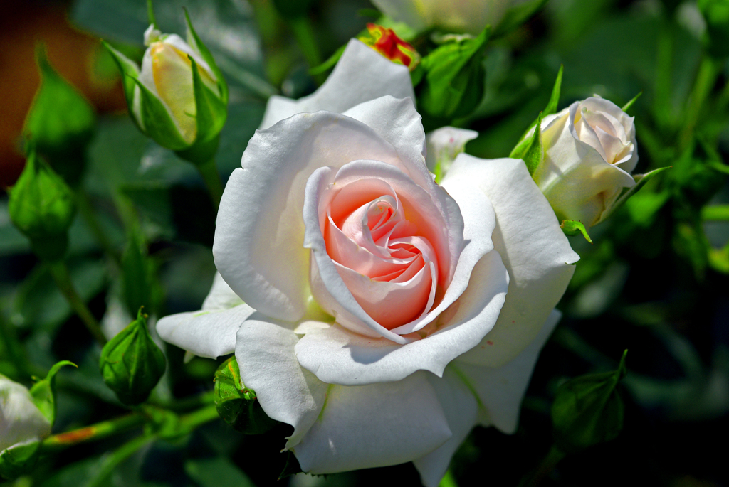 薔薇の苑 清楚　IMGP0337zz