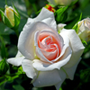 薔薇の苑 清楚　IMGP0337zz