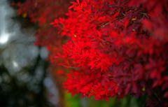 燃える満天星　IMGP0160zz