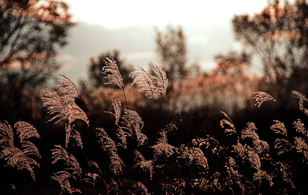 黄昏れ時　IMGP0039zz