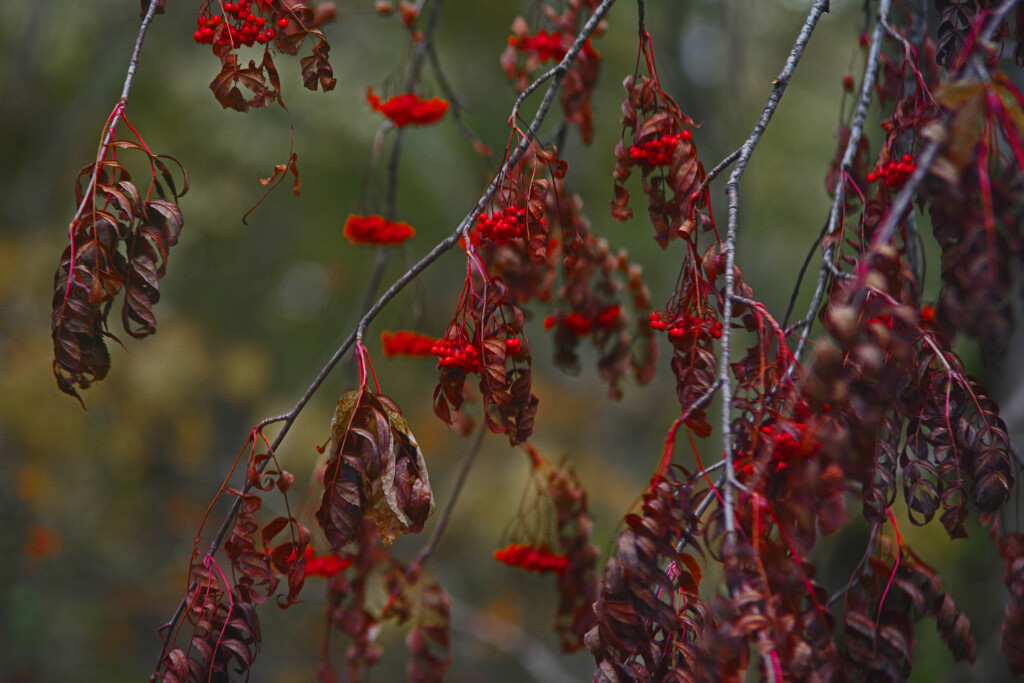 晩秋の赤い実　IMGP9469zz