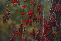 晩秋の赤い実　IMGP9469zz