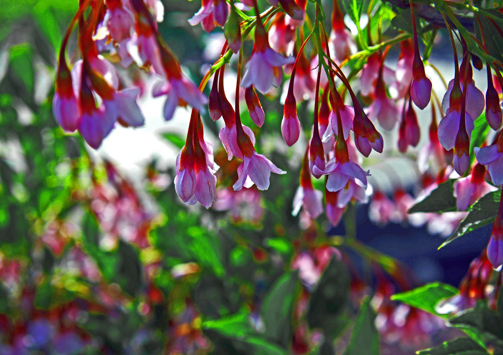 アカバナエゴニキ　P1170607zz