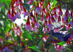 アカバナエゴニキ　P1170607zz