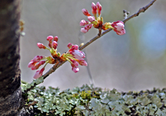 まだまだ蕾　IMGP0518zz