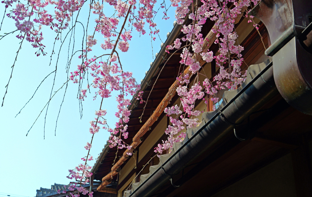 花街の桜　P1062291zz