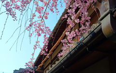 花街の桜　P1062291zz